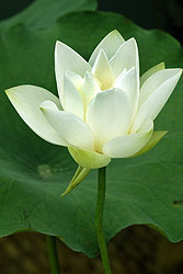 white-lotus-nymphaea.jpg