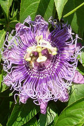 passiflora-passion-flower.jpg