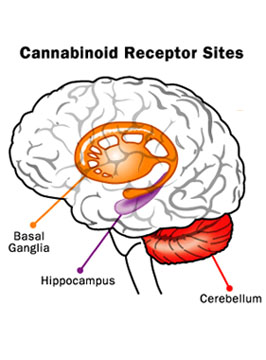 marijuana-brain.jpg