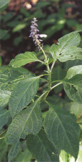 salvia-divinorum-leaf.jpg