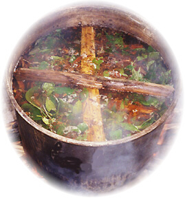Ayahuasca Brew