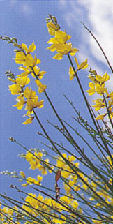 cytisus_canariensis.jpg