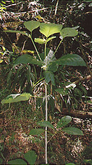 mitragyna_speciosa.jpg