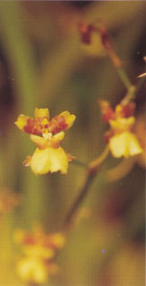 oncidium_cebolleta.jpg