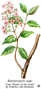 banisteriopsis_caapi.jpg