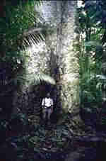 Rainforest rainforest, rain forest, rainforests, rain forest, informaion on the rainforest, rainforest pictures, rain forest photos, rainforest photographs, medicinal plants of the rainforest, rain forest, rainforests, rain forest, rainforest, rain forests