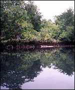 Mangrove forest   WRI