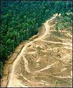 Cleared and standing forest   Emily Matthews/WRI