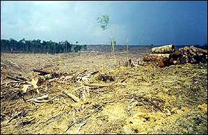 Cleared forest   WRI